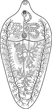 Coloring page with structure of reproductive system of Sheep liver fluke Fasciola hepatica